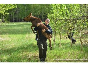 Fish and Wildlife officer Dana Brand is seen rescuing a baby moose outside Sherwood Park.