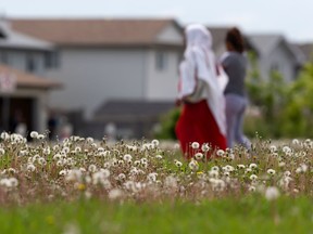 Walkers pass dandelions going to seed along a pathway in the Brintnell neighbourhood in Edmonton, on Sat., June 13, 2020. Mowing across the city has faced delays due to the COVID-19 pandemic.