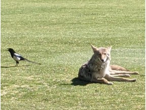 Doug Hicks is the name staff at the city's Victoria Golf Course have given a coyote which likes to catch a few drops of sunlight on the nearby cricket pitch. Kevin Hogan, the club's golf professional, says staff think the coyote and the former Edmonton Oiler, now working in the club's pro-shop, are both "friendly and pretty easy going."