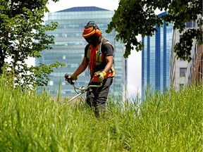 A City of Edmonton maintenance worker trims the grass and weeds at a green space in downtown Edmonton on June 24, 2020.