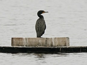 A Double-crested Cormorant at Beaumaris Lake in Edmonton on Monday June 29, 2020. (Photo by Larry Wong/Postmedia)