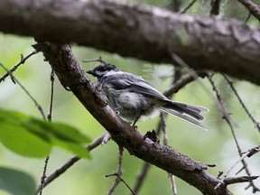 A black-capped chickadee in Edmonton's Whitemud Creek Park on Sunday, June 28, 2020.