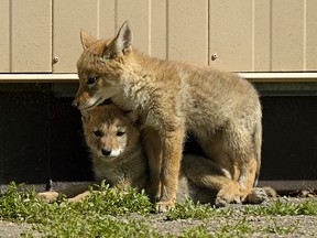 Coyote pups enjoy the sunshine and warm weather sun in Edmonton on Thursday June 11, 2020. A coyote and her five pups have made a den under Kameyosek School in Millwoods. (Photo by Larry Wong/Postmedia)