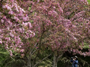 A photographer takes photos of the blossoms in George F. Hustler Memorial Plaza, (near 95 Street and 98 Avenue), in Edmonton Tuesday May 26, 2020.