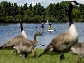 Stand-up paddle boarders are framed by Canada Geese, as they make their way around the pond in Edmonton's Hawrelak Park, Monday June 22, 2020.