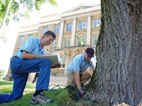 Larry Euale (left), registered arborist, and his apprentice Simon Shearsby, treat a tree suffering from Dutch Elm disease
