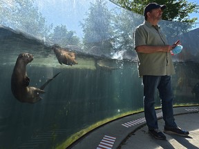While Zoo Director Lindsey Galloway is doing media briefings, the resident otters were excited to see people outside their glass enclosure. Galloway was discussing preparations for the reopening of the Valley Zoo this Monday in Edmonton, June 11, 2020. Ed Kaiser/Postmedia