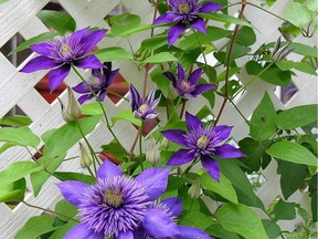 A clematis vine provides colour and privacy, but nutrient or weather issues can cause yellowing.