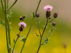 A bee collects nectar in the river valley on a warm day in Edmonton, on Friday, July 24, 2020. Photo by Ian Kucerak/Postmedia