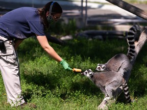 Makayla Ohlmann, a zoo attendant at the Edmonton Valley Zoo, gives ring-tailed lemurs a cool popsicle treat on July 30, 2020.