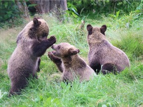 Greater Vancouver Zoo has added three grizzly bear cubs from Alberta which were orphaned when their mother was shot by hunters.