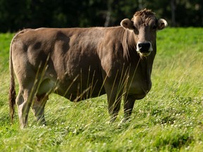 A cow takes a break from grazing in a field between Beaumont and Edmonton, on Saturday, July 18, 2020.