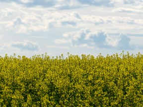 A canola field is seen in the sun between Beaumont and Edmonton, on Saturday, July 18, 2020.