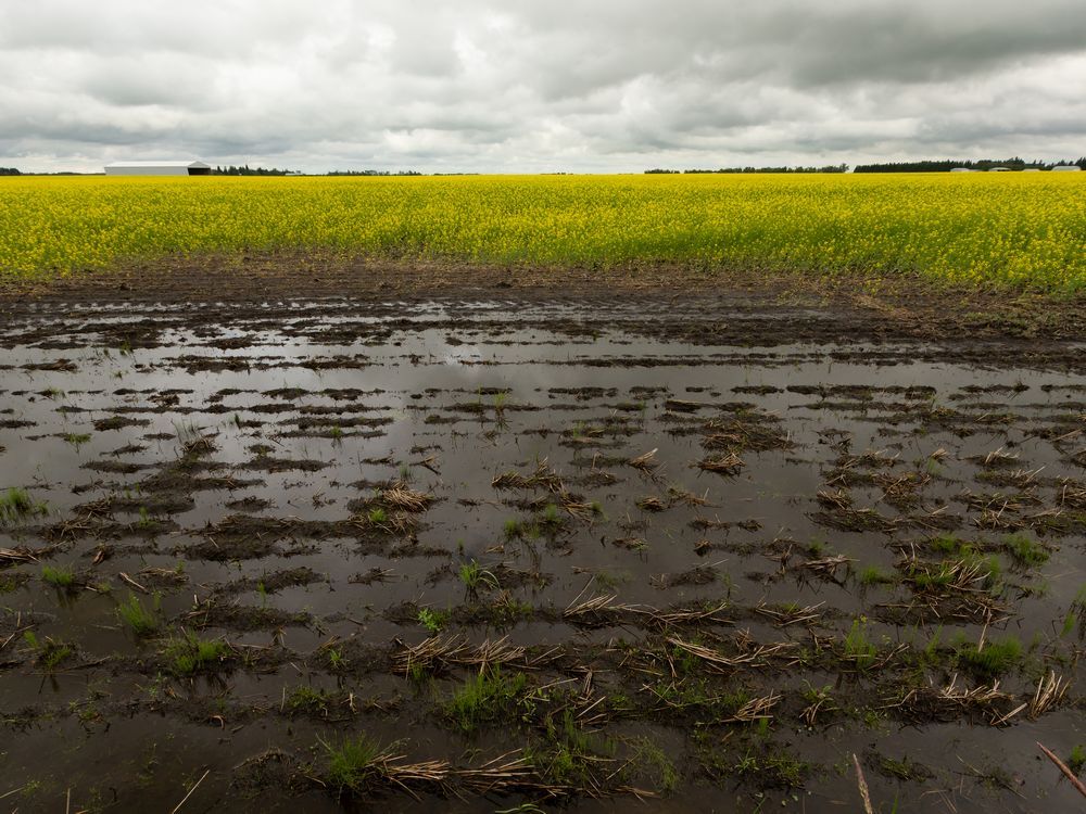 Leduc County declares state of agricultural disaster National Post