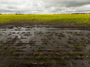 Heavy rain has local farmers struggling to stay afloat with 65 per cent of barley crops, 50 per cent of canola crops and 35 per cent of wheat crops in poor condition, say Leduc County officials who on Thursday declared a municipal state of agricultural disaster.