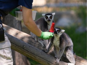 Makayla Ohlmann, a zoo attendant at the Edmonton Valley Zoo, gives ring-tailed lemurs a cool popsicle treat on a hot day in Edmonton, on Thursday, July 30, 2020.