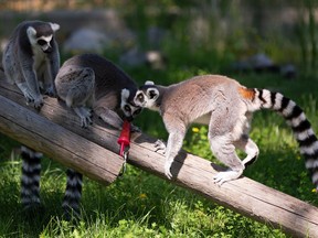 Makayla Ohlmann, a zoo attendant at the Edmonton Valley Zoo, gives ring-tailed lemurs a cool popsicle treat on a hot day in Edmonton, on July 30, 2020.