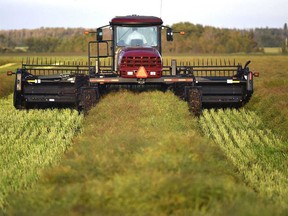 An Alberta farmer cuts a canola crop during last year’s harvest.