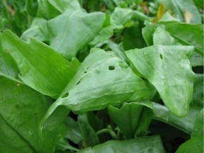 Holes in a leaf of French sorrel look like the work of slugs. Gerald Filipski recommends using copper tape to keep slugs out of the garden.