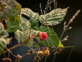 Fireblight is a frequent problem for raspberry plants.