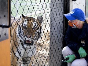 The Edmonton Valley Zoo tiger trainer Brenda McComb interacts with Siberian tiger Amba as the zoo officially opened a new tiger habitat, in Edmonton Friday July 31, 2020.