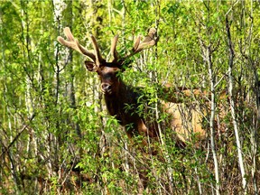 A Bull Elk is seen in the woods in Elk Island National Park east of Edmonton.