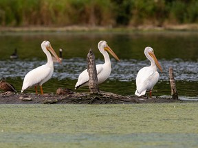 American white pelicans preen on the shores of a pond in Hermitage Park in Edmonton, on Thursday, Aug. 20, 2020. Photo by Ian Kucerak/Postmedia