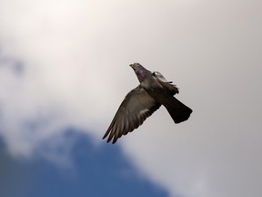 A pigeon flies near the roof of a heritage building at 106 Street and 97 Avenue on a warm summer evening in Edmonton, on Thursday, Aug. 27, 2020. Photo by Ian Kucerak/Postmedia