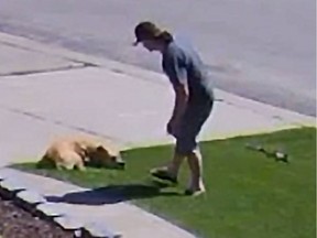 The Edmonton Police Service is seeking the public's assistance identifying a suspect who violently punched a dog multiple times in the area of 179 Street and 80A Avenue in Edmonton on, Aug. 5, 2020.