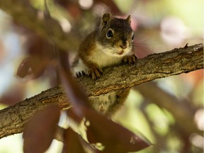 A red squirrel climbs in a tree at Coronation Park in Edmonton, on Sunday, Aug. 23, 2020.