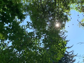 The sun peeks through trees in a clear blue sky over south-central Edmonton on Aug. 4, 2020. The forecast for the city calls for clear skies and temperatures in the high 20s over the next three days.