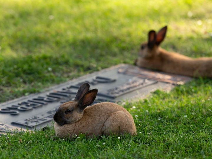  Rabbits are seen in Holy Cross Cemetery at 14611 Mark Messier Trail in Edmonton, on Friday, July 31, 2020. Groups of bunnies relaxed in the shade of the cemetery’s trees.