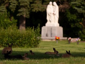 Rabbits are seen in Holy Cross Cemetery at 14611 Mark Messier Trail in Edmonton, on Friday, July 31, 2020. Groups of bunnies relaxed in the shade of the cemetery's trees.