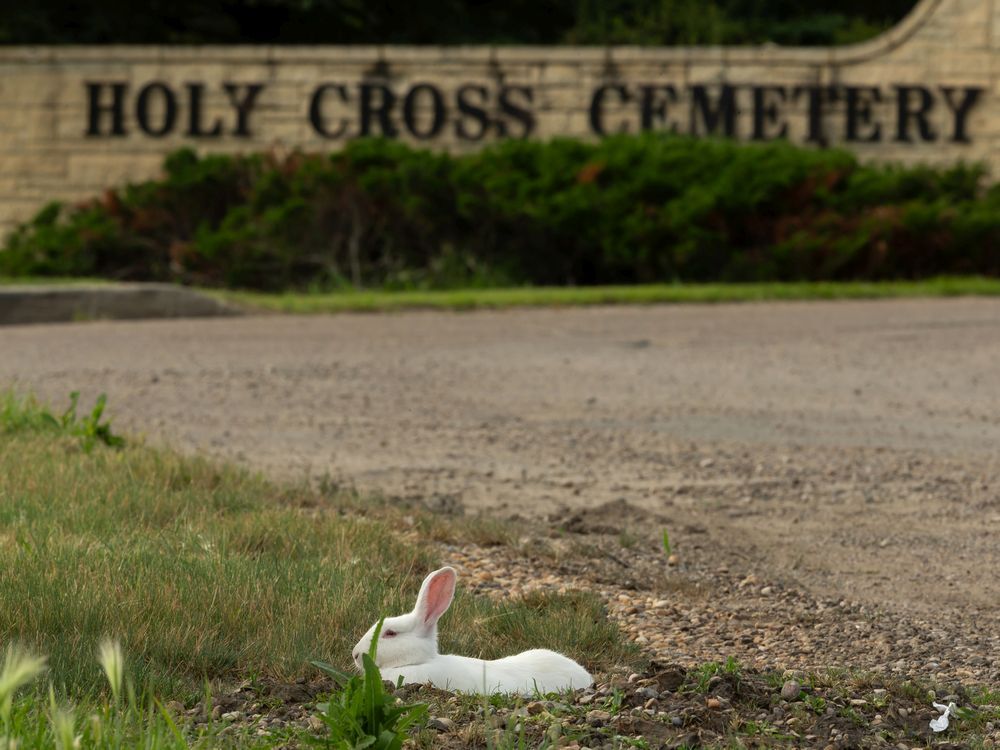  A rabbit is seen outside Holy Cross Cemetery at 14611 Mark Messier Trail in Edmonton, on Friday, July 31, 2020. Groups of bunnies relaxed in the shade of the cemetery’s trees. Photo by Ian Kucerak/Postmedia