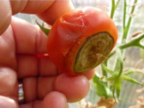 Calcium deficiency can cause blossom end rot to affect tomatoes.