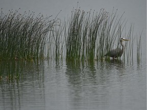 A heron fishes among the reeds along Aspen Beach at Gull Lake on Thursday June 18, 2015.
