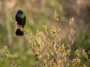 A blackbird perches on a Saskatoon bush.