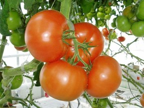 Tomato blight is a fungal problem and requires a variety of steps to prevent.