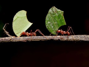 Gerald Filipski recommends using diatomaceous earth, a natural pest control product, to help rid your garden of ants.