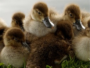 A team of ducklings huddle on the shore of the lake at Hawrelak Park in Edmonton on September 1, 2020.
