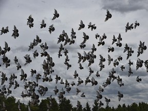 Pigeons take-off as a flock from one of the fields at the University of Alberta South Campus farm area in Edmonton, September 1, 2020.