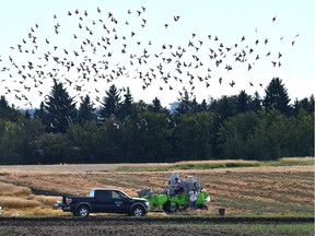 A small bit of harvestng going on at the Univeristy of Alberta South Campus farm as a flock of pigeons take flight in Edmonton, September 9, 2020.