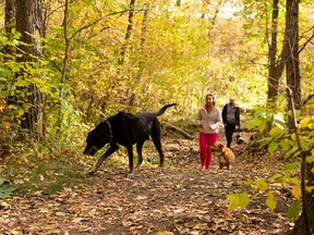 Walkers take their dogs through the trails covered in fall leaves at Jackie Parker Park in Edmonton, on Monday, Sept. 21, 2020.