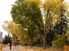 Fall colours are seen in the river valley at 77 Street and Jasper Avenue in Edmonton, on Thursday, Sept. 24, 2020.