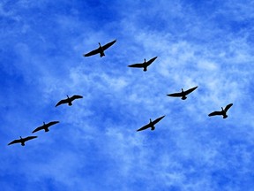 Canada geese go for a test flight in Edmonton on Monday September 28, 2020 in preparation for their annual migration south.