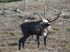 Caribou seen in Jasper National Park. File photo.