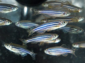 One-year-old zebrafish swim in a tank in Edmonton, Alberta.