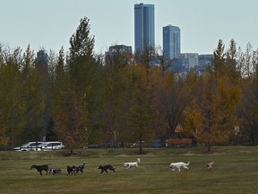 Dogs on the run playing with each other being taken for their walks at the Jackie Parker off-leash dog park in Edmonton, October 6, 2020.