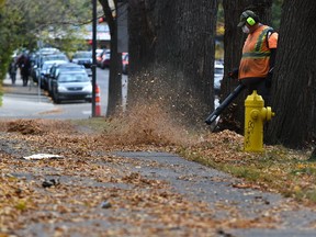 A worker blows leaves onto sidewalk for another crew member to come and pickup as they were cleaning up leaves in and around the University of Alberta in Edmonton, October 8, 2020.