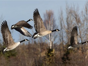 Canada geese fly over and land in the ice floes on the North Saskatchewan River near the E.L. Smith Water Treatment Plant in the Cameron Heights Neighbourhood of Edmonton, on Monday, Oct. 26, 2020.